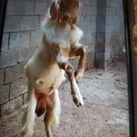 حیوانات مزرعه