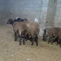 گوسفند.بره راسی ۹۸۰۰.افشار وشال