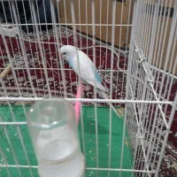 مرغ عشق ماده