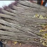 صنوبر اسرائیلی|خدمات باغبانی و درختکاری|آمل, |دیوار