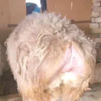 بره نر|حیوانات مزرعه|بیرجند, |دیوار