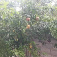 انار