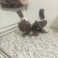 الابغازنردوتابشرط