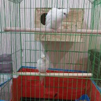 عروس هلندی|پرنده|بندرعباس, |دیوار