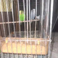 مرغ عشق مولد|پرنده|زاهدان, |دیوار