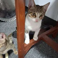 واگذاری رایگان گربه|گربه|نوشهر, |دیوار