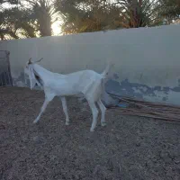 بز گلابی|حیوانات مزرعه|زرآباد, |دیوار