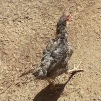 مرغ تخمگذار|حیوانات مزرعه|سربند, |دیوار