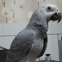 گمشده ،یابنده مژدگانی داده میشود