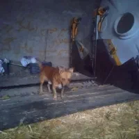 سگ پاکوتا بفروش میرسد نر زرنگ|سگ|دلند, |دیوار