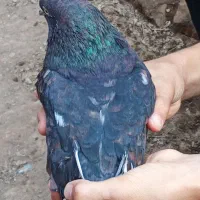 کبوتر