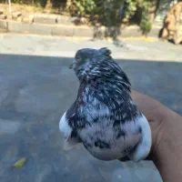 کفتر کلدم سبز