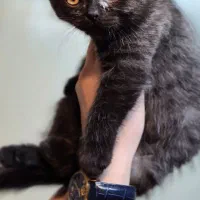 واگذاری گربه اسکاتیش نر