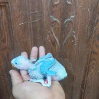 جوجه سرلاکی شاه طوطی  راهب سنگال