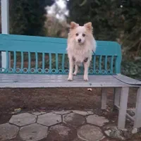 چهار عدد سگ پا کوتاه