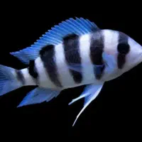 ماهی فرانتوزا دبوسی لوچ دلقک