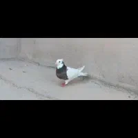 کفتر|پرنده|شیراز, شاهچراغ|دیوار
