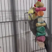 عروس هلندی|پرنده|نورآباد, |دیوار