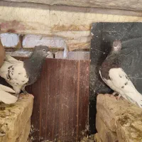 کله الماسی کله سیاه سینه زرد ماده سوسکی پلاکی|پرنده|مبارکه, |دیوار