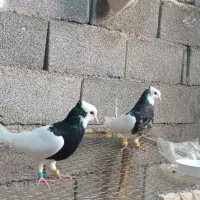 طوقی هفت رنگ