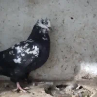 فروش فوری کبوترفیت|پرنده|سامان, |دیوار