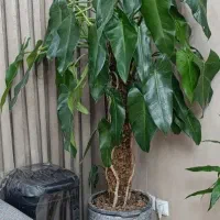 تعدادی گل‌ اپارتمانی