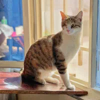 واگذاری گربه کرج