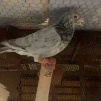 کبوتر|پرنده|خرمشهر, |دیوار