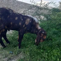 نر بز پاکستانی اصلی مست مست