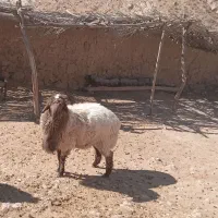 قوچ هترو جوان|حیوانات مزرعه|بجنورد, |دیوار