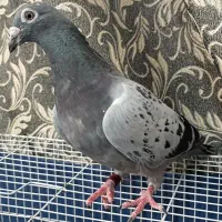 کبوتر وقفس آهنی