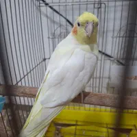 عروس هلندی|پرنده|پرند, فاز ۵|دیوار