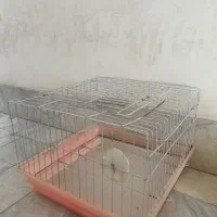 قفس