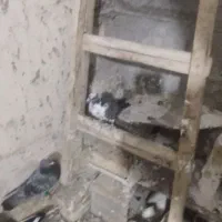 کفتر معاوضه|پرنده|یزد, |دیوار