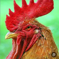 طیور قرلونی