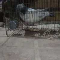 کفترجوجه نرکله  دم سبز