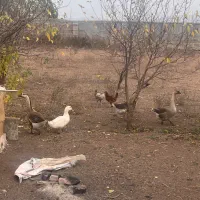 سه عدد قو غاز و یک عدد اردک