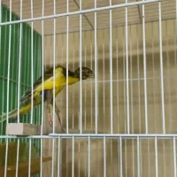 قناری ، جیبوس شتری ، ابلق ، ماده آماده