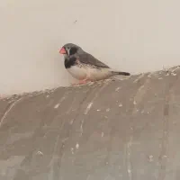 فنچ کینگ|پرنده|قم, پردیسان|دیوار