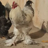 خروس برهما(امپراتور) بلو لایت