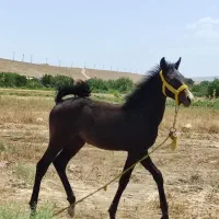 کره اسب