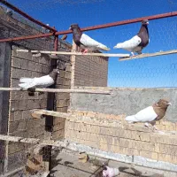 کبوتر رنگی کله ای  سینه ای پرشی