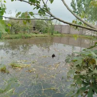 خانه ویلایی روستایی نزدیک باغ پرندگان|فروش خانه و ویلا|رشت, حومه رشت|دیوار