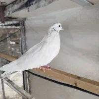 سلام تعدادی مایه کفتر درجه یک|پرنده|سپیدان, |دیوار