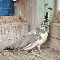 طاووس شکلاتی شانه سیاه ، اوپال و ویولت ، لیدی|پرنده|کاشمر, |دیوار