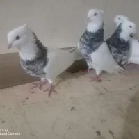 کبوتر توقی هفت رنگ|پرنده|شادگان, |دیوار