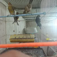 قناری|پرنده|فریمان, |دیوار