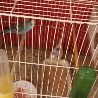 مرغ عشق|پرنده|شیروان (خراسان), |دیوار