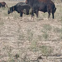 قوچ همو صادراتی اصل لخت