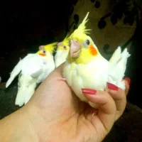 ۸عددجوجه سرلاکی ودون خوربزرگ شده با بهترین شرایط